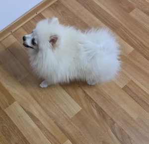 Pomeranian femelă.