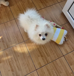 Pomeranian femelă. - imagine 3