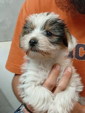 Yorkshire terrier de vânzare  - imagine 5