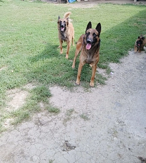 Pui Ciobănesc Belgian Malinois   mascul și femelă - imagine 6