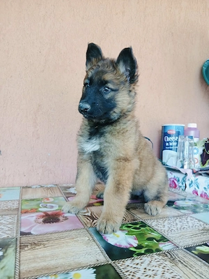 Pui Ciobănesc Belgian Malinois   mascul și femelă - imagine 2