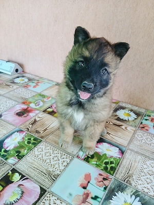 Pui Ciobănesc Belgian Malinois   mascul și femelă