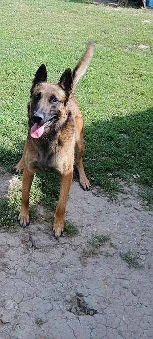 Pui Ciobănesc Belgian Malinois   mascul și femelă - imagine 5