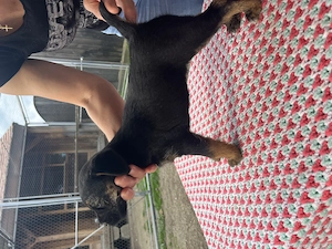 Căței Border terrier - imagine 3
