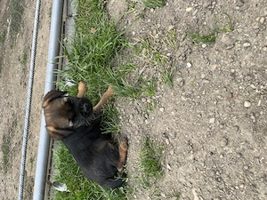 Căței Border terrier - imagine 4