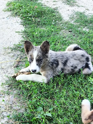 Cățelușă border collie  - imagine 2