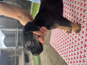 Căței Border terrier - imagine 6