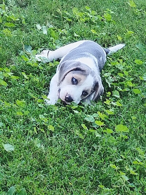Catelusi beagle blue - imagine 4