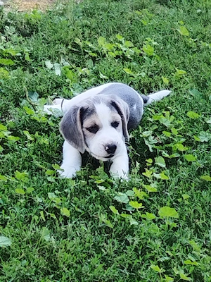 Catelusi beagle blue - imagine 2