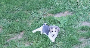 Catelusi beagle blue - imagine 3