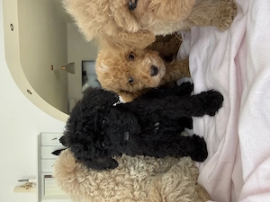 Caniche Pudel Roșu Roșcat Poodle - imagine 5
