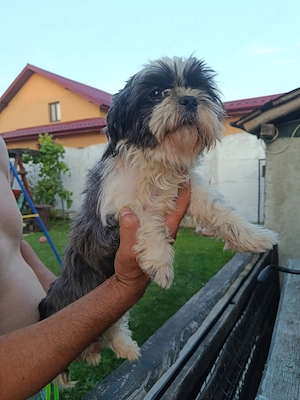Fetiță shih tzu  - imagine 2
