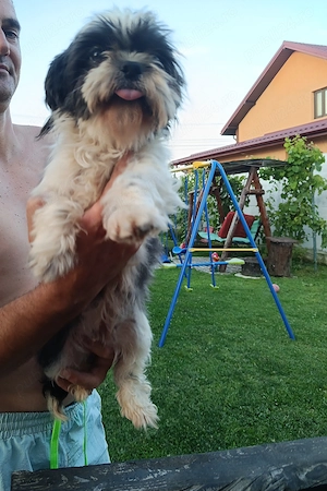 Fetiță shih tzu  - imagine 3