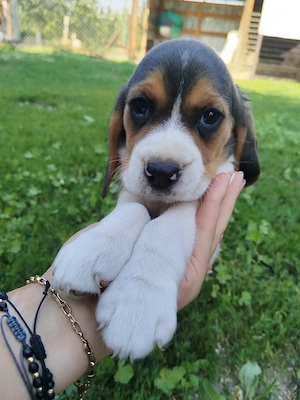 Catelusi beagle tricolori - imagine 5