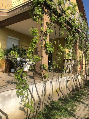 Vila moderna ,locatie excelenta ,10 km de Arad acces din DN7,zona turistica , Muresul la 600 m. - imagine 2