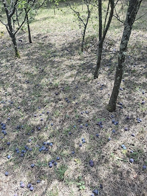 vand prune
