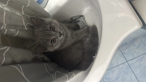 British shorthair Constanța  - imagine 3