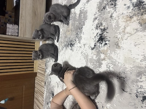 British shorthair Constanța  - imagine 2