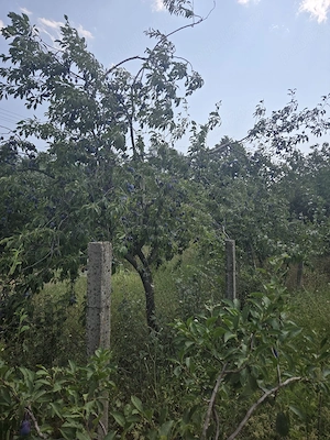 TEREN intravilan de vânzare în Stănești Județul Giurgiu 1500 - imagine 4