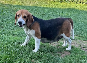 Vand Beagle gestanta
