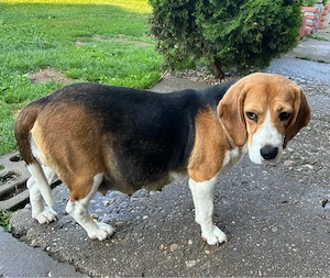 Vand Beagle gestanta - imagine 2