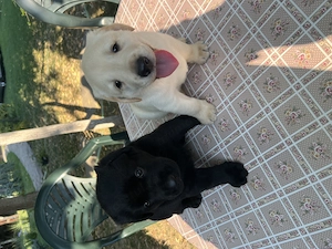 Pui Labrador Retriever - imagine 4