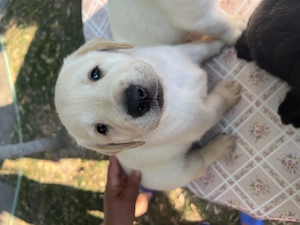 Pui Labrador Retriever - imagine 2