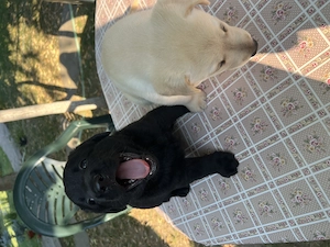 Pui Labrador Retriever - imagine 3