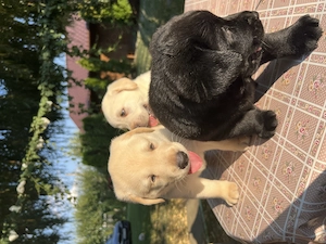 Pui Labrador Retriever - imagine 5