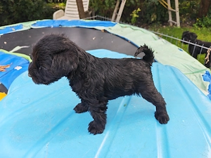 Schnauzer pitic de vanzare - imagine 4
