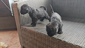 Schnauzer pitic de vanzare - imagine 5