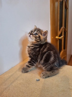 British shorthair puiuți - imagine 3