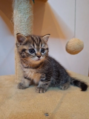 British shorthair puiuți - imagine 2