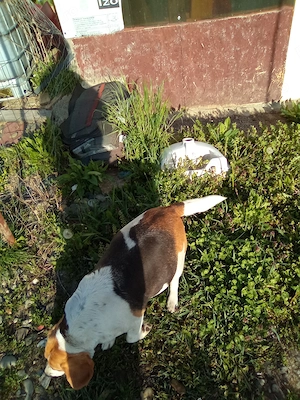 Vand catelusa Beagle 4 ani - imagine 3