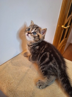 British shorthair puiuți - imagine 4