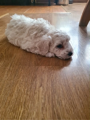 bichon frise 6 saptamani - imagine 2