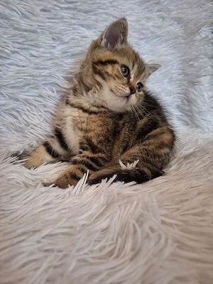 British shorthair puiuți - imagine 5