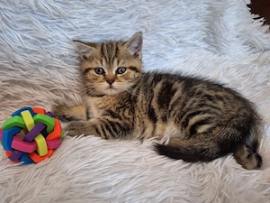 British shorthair puiuți