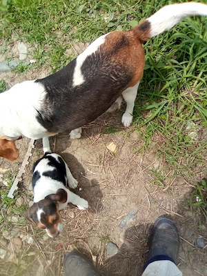 Vand catelusa Beagle 4 ani - imagine 2