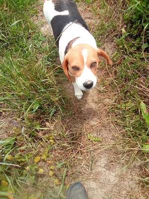 Vand catelusa Beagle 4 ani - imagine 5