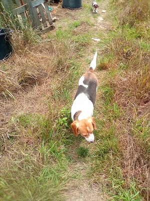 Vand catelusa Beagle 4 ani - imagine 4