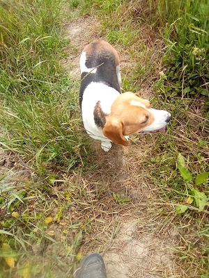 Vand catelusa Beagle 4 ani - imagine 6
