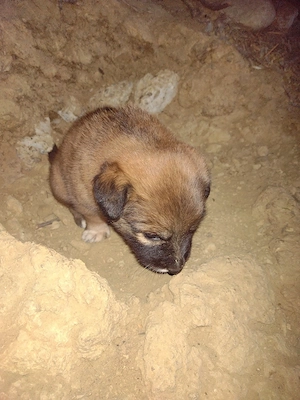 Pui de câine adopție - imagine 4