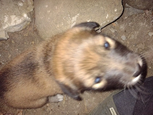 Pui de câine adopție - imagine 3