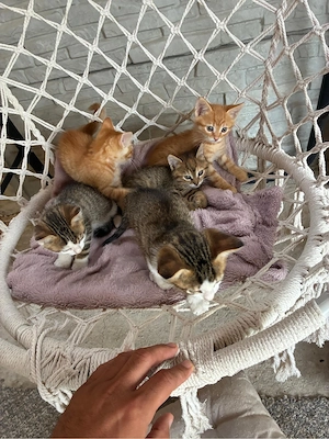 donez pui de pisicuta in varsta de 2 luni