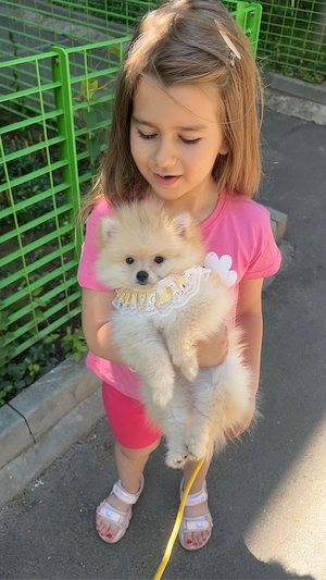 caine pomeranian  - imagine 3