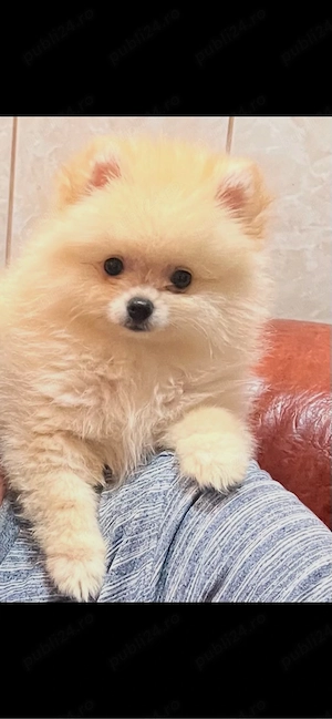 caine pomeranian  - imagine 2