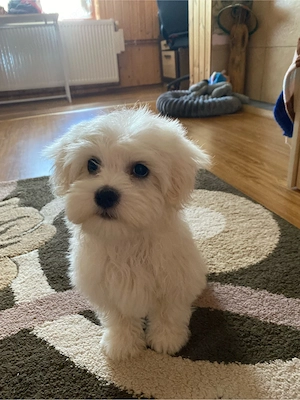 bichon maltez
