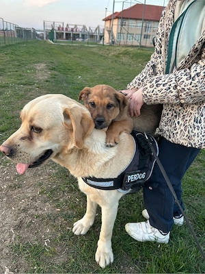 Donez Labrador de 3 ani