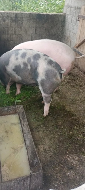 Porci de vânzare  - imagine 2